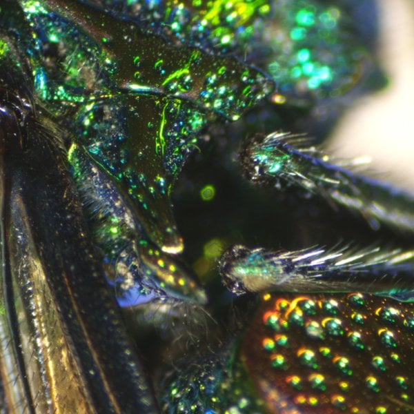 Borox VisionX Entegre Kameralı Stereo Mikroskop - Dijital Binoküler Mikroskop 5 MP