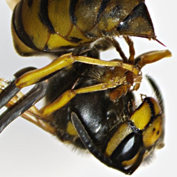 OPTIKA SLX-4 Binoküler Stereo Zoom Mikroskop - 7x-45x