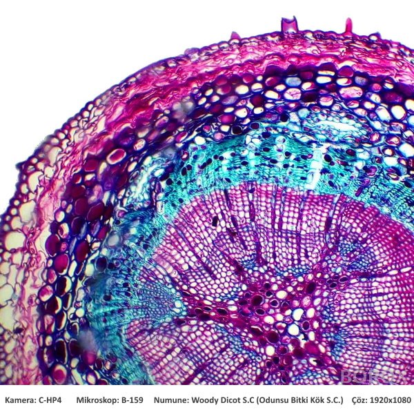 Mikroskop Slayt Seti - Plastik Kutulu - 10 Slayt