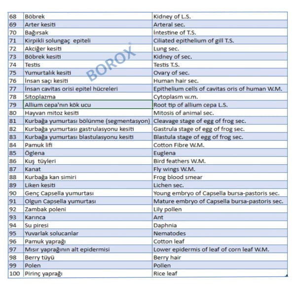 Mikroskop Slayt Seti - Ahşap Kutulu Preperat Set - 100 Slayt