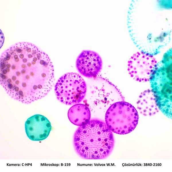 Mikroskop Slayt Seti - 10 Slayt - Bitkiler ve Böcekler