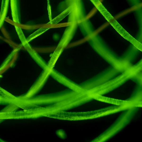 OPTIKA IM-300LD2 Inverted Trinoküler LED Floresan Mikroskop