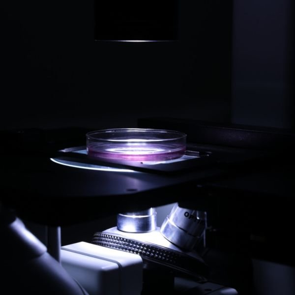 OPTIKA IM-300LD2 Inverted Trinoküler LED Floresan Mikroskop