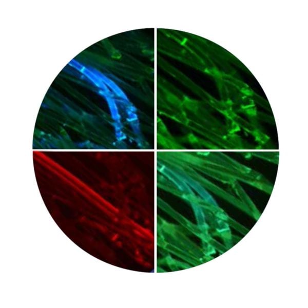 Optika IM-300F Inverted Trinoküler HBO Floresan Mikroskop - Faz Objektifli