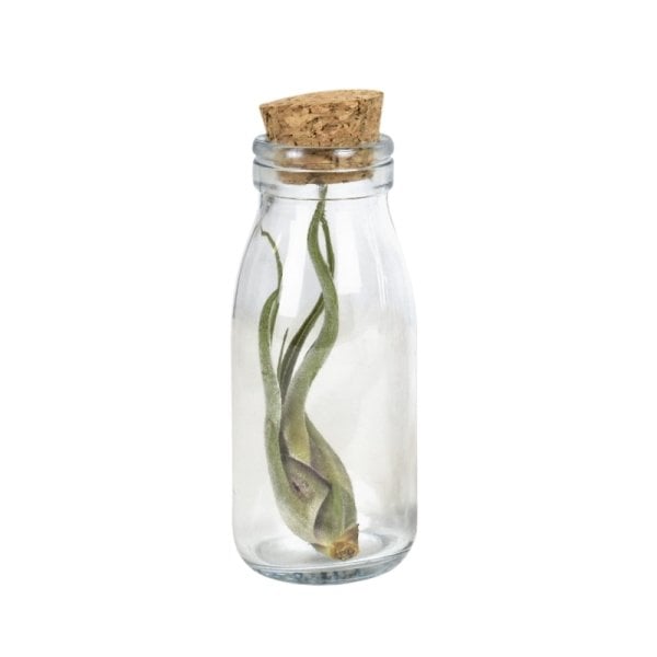 Borox Mantar Tıpalı Cam Şişe - Süs Hediyelik Mini Şişe 50 ml - Tıpalı Küçük Şişe 100 Adet/Paket